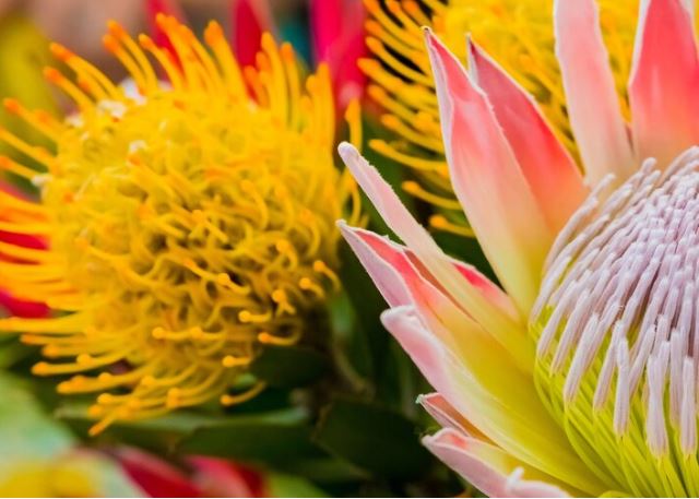 What are angiosperm plants? - Types and characteristics of angiosperm plants